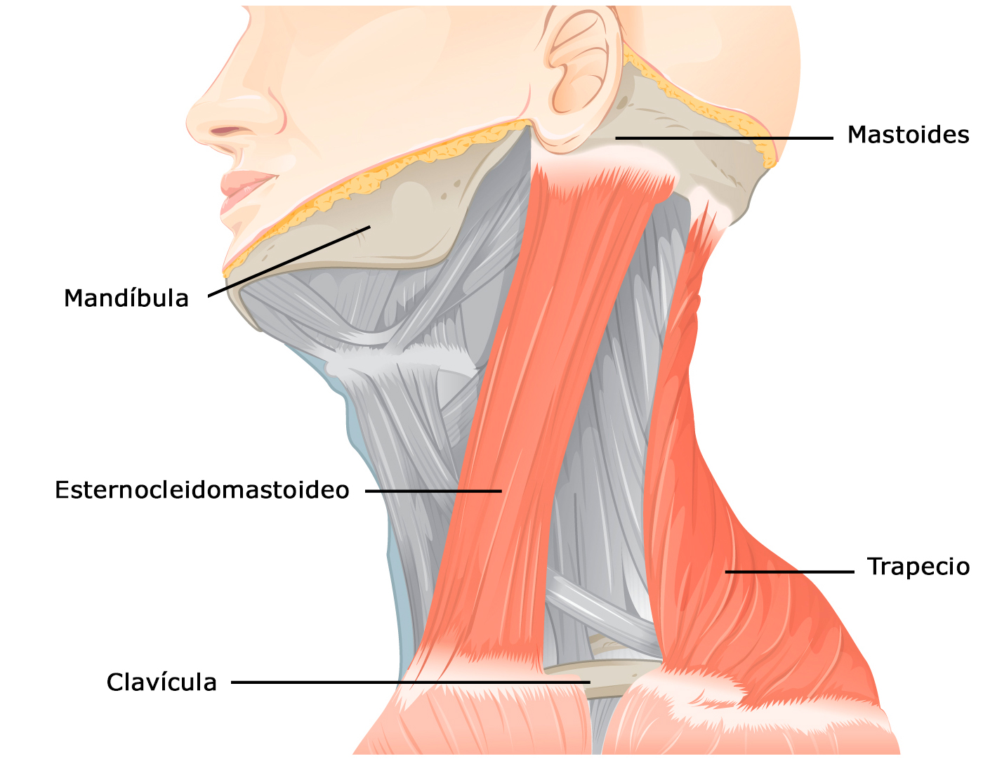 tortícolis muscular congénita, músculo, esternocleidomastoideo, bebés, fisioterapia, pedregal, rehabilitación